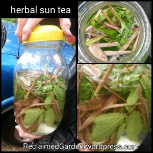 sun tea - herbs